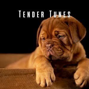 Tender Tunes: Melodic Moments for Dogs - Chillout Jazz Deluxe