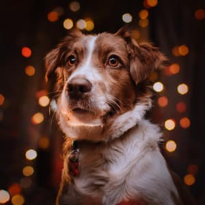 Ritmos De Ladridos: Música Para Perros Juguetones - Lista de reproducción de música para la cena