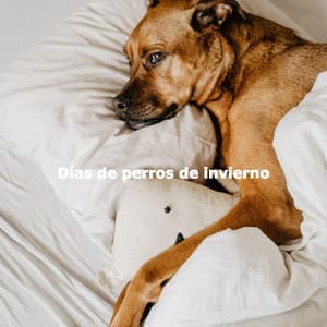 Días de perros de invierno - Relaxing Jazz Cafe