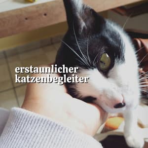 Erstaunlicher Katzenbegleiter - Katzenmusik