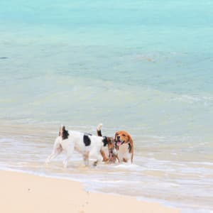 Waves of Dog Happiness: An Oceanic Chill for Joyful Canines - Non-stop Waves Channel