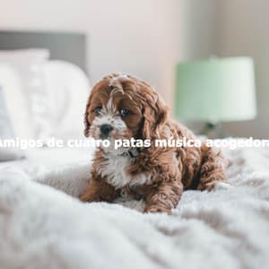 Amigos de cuatro patas música acogedora - Morning Calm Playlist