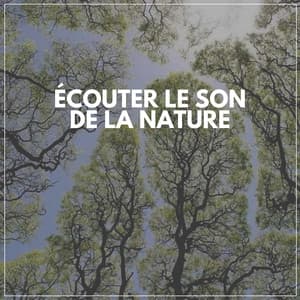 Écouter Le Son De LA Nature - Oasis de Musique Nature Relaxante