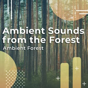 Ambient Sounds from the Forest - Ambient Forest