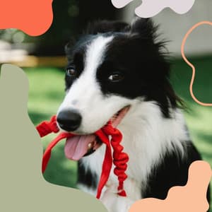 Backdrop for Behaving Puppies - Relaxed Chill Out Guitar - Dogs at Home