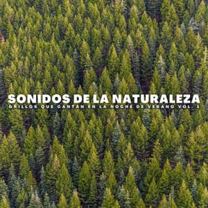 Sonidos De La Naturaleza: Grillos Que Cantan En La Noche De Verano Vol. 1 - Orquesta Nativa Americana
