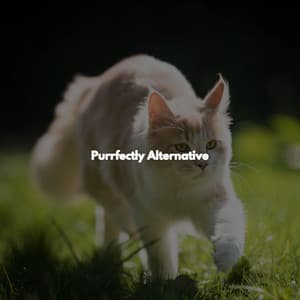Purrfectly Alternative - Jazz Vibe Duo