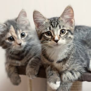 Calming Sounds for Happy Cats - Brilliant Music for Cats