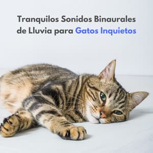 Tranquilos Sonidos Binaurales De Lluvia Para Gatos Inquietos - ASMR Lluvioso