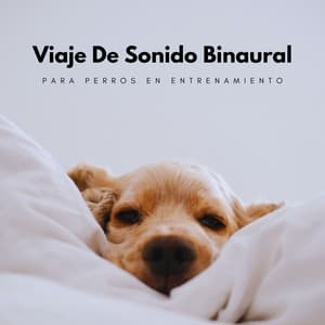 Viaje De Sonido Binaural Para Perros En Entrenamiento - Investigación de ritmos binaurales