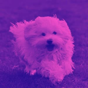 Feelings for Eager Hounds - Music for Pets Playlist