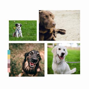 Lively Ambiance for The Relaxed Dog - Dog Jazz Sounds