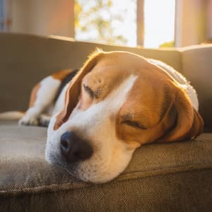 Melodías Para Siestas De Perros: Ritmos Relajantes De Hip Hop - Jardín del sonido