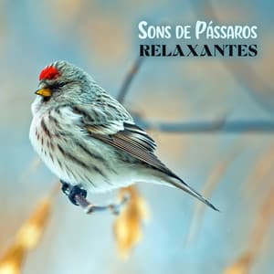 Sons de Pássaros Relaxantes - Masala Rot