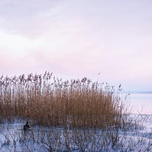 Move My Day | Golden Leafy Streets - Nature Sounds