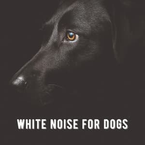 White Noise for Dogs - Pet Therapy