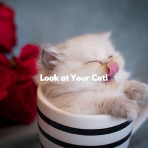 Look at Your Cat! - Chic Hotel Lobby Music