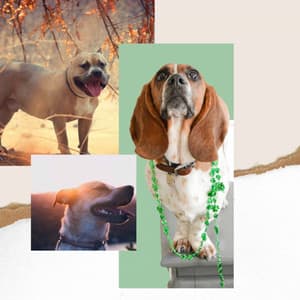 Bgm for Sleepy Puppies - Dog Music Library