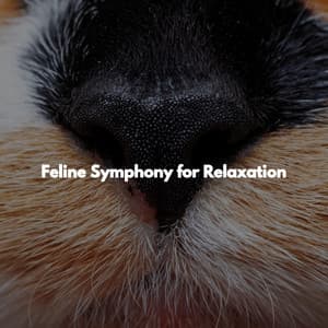 Feline Symphony for Relaxation - Música Alegre para Bares