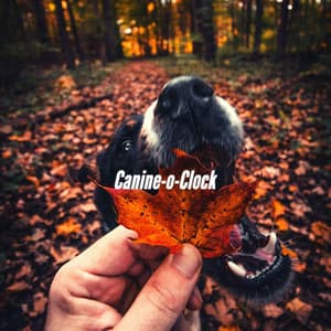 Canine-o-Clock - Music For Your Dog