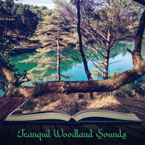 Tranquil Woodland Sounds - Claire Neel
