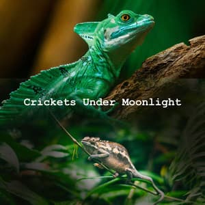 Crickets Under Moonlight - Nature Songs Nature Music