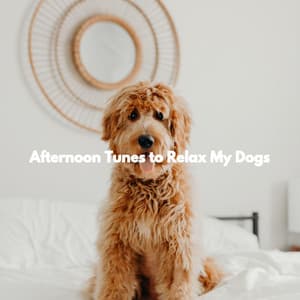 Afternoon Tunes to Relax My Dogs - Relaxing Dog Music Classics