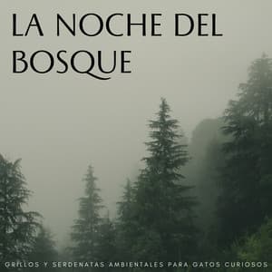 La Noche Del Bosque: Grillos Y Serdenatas Ambientales Para Gatos Curiosos - Sonidos Del Bosques