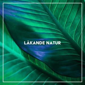 Läkande natur: Ambient musik med helande frekvenser för avkoppling - Helande Instrumentalmusik Akademi