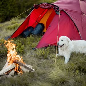Fireside Woofs: Nature's Chill Tunes for Relaxing Dogs - Fireplace Sample Master