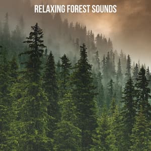 Relaxing Forest Sounds - Nature Chillout