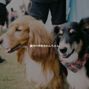 室内の平和なわんちゃん - Jazz Ambiance