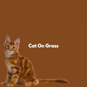 Cat On Grass - Dinner Party Music Chill Out