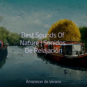 Best Sounds Of Nature | Sonidos De Relajación - Instrumental