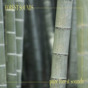 Pure Forest Sounds - Forest Sounds