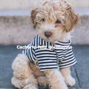 Cachorro feliz durmiendo - Jazz Vibe Chill Out