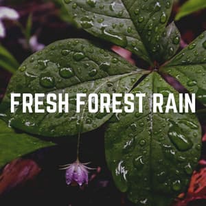 Fresh Forest Rain - Loopable Rain Sounds