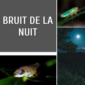 Bruit de la nuit - Club de Détendre Tibétain