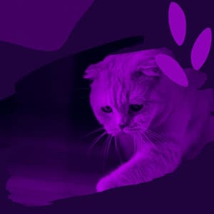 Music for Cat Lounging - Harmonica Solo - Relaxing Cat Music