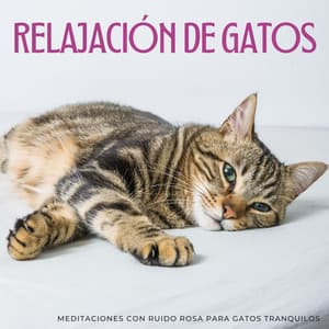 Relajación De Gatos: Meditaciones Con Ruido Rosa Para Gatos Tranquilos - Ruidos Suaves de Repetición