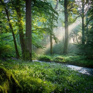 Sesiones De Relajación: Paisajes Sonoros Tranquilos - Relajación latina