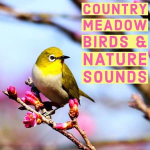 Country Meadow Birds And Nature Sounds - Ambient Wildlife For Study And Relaxation - Natural Sound Makers