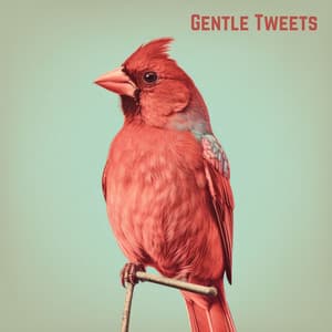 Gentle Tweets - Background Sounds