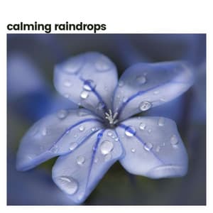 Calming Raindrops - Recording Nature