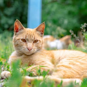 Nature's Purrfection: Binaural Waves of Soothing Cat Atmosphere - Nature Sounds Paradise