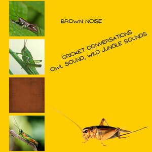 Cricket Conversations, Owl Sound, Wild Jungle Sounds, Brown Noise, Loopable - Brown Noise Sounds