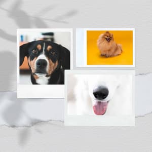 Ambiance for Cool Pups - Dog Music Library