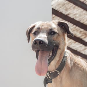 Spacious Jazz Violin - Background for Midsummer Pups - Relaxing Dog Music Society