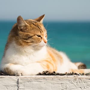 Catscape Binaural Symphony: Nature's Ocean Melodies for Relaxed Cats - Solfeggio Frequencies 528Hz