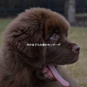 犬のまどろみ夜のセレナーデ - Soft Jazz Cafe